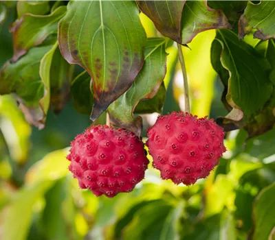 Cornus kousa 'Nicole'