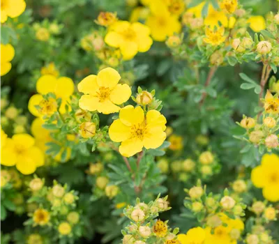 Potentilla fruticosa 'Sommerflor'