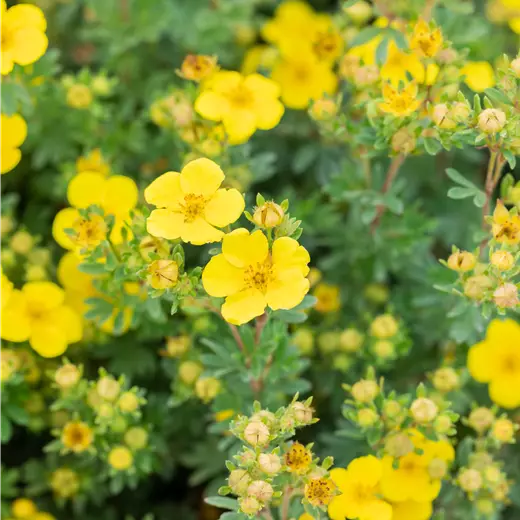 Potentilla fruticosa 'Sommerflor'