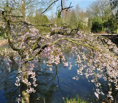 Prunus subhirtella 'Pendula Rubra'