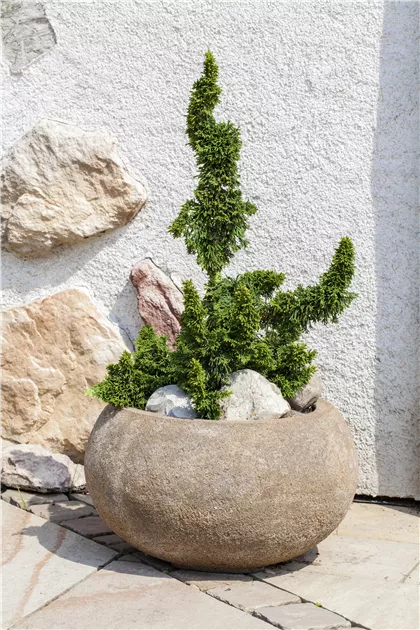 weihnachtsstern groß pflanze Große Weihnachtssternblume (Poinsettia) kaufen