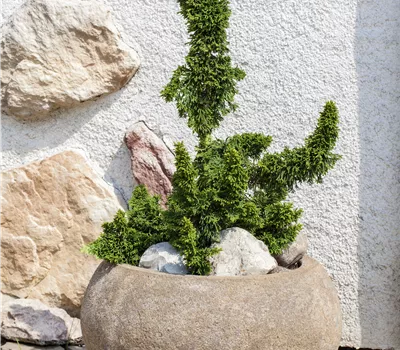 Thuja occidentalis 'Malonyana Holub'
