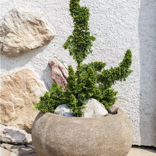 Thuja occidentalis 'Malonyana Holub'