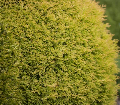 Thuja occidentalis 'Rheingold'