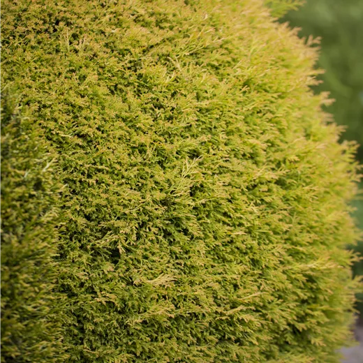 Thuja occidentalis 'Rheingold'