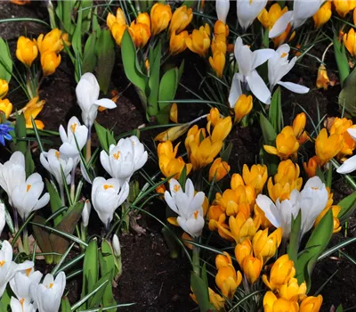 Crocus vernus 'Jeanne d'Arc'