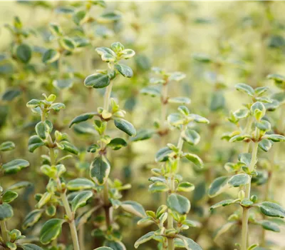 Thymus x citriodorus 'Doone Valley'