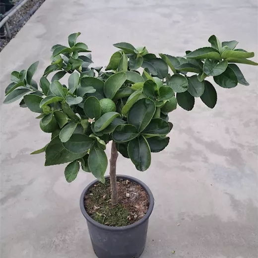Citrus latifolia