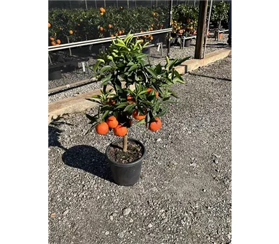 Citrus reticulata CAC