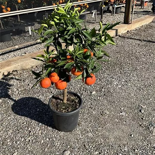 Citrus reticulata CAC