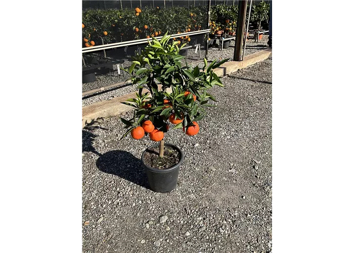 Citrus reticulata CAC