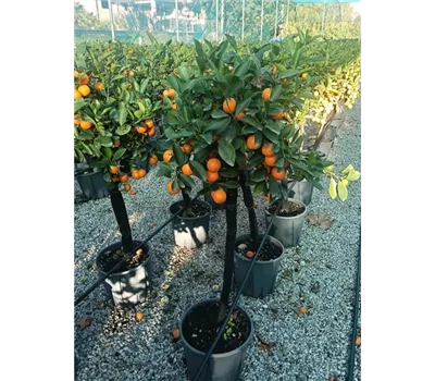 Citrus mitis calamondin CAC