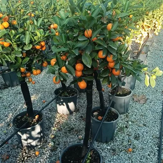 Citrus mitis calamondin CAC