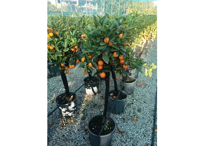 Citrus mitis calamondin CAC