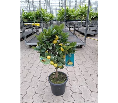 Citrus limetta 'Pursha'