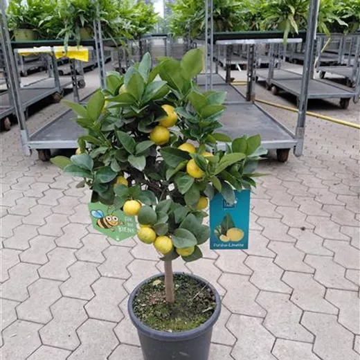 Citrus limetta 'Pursha'