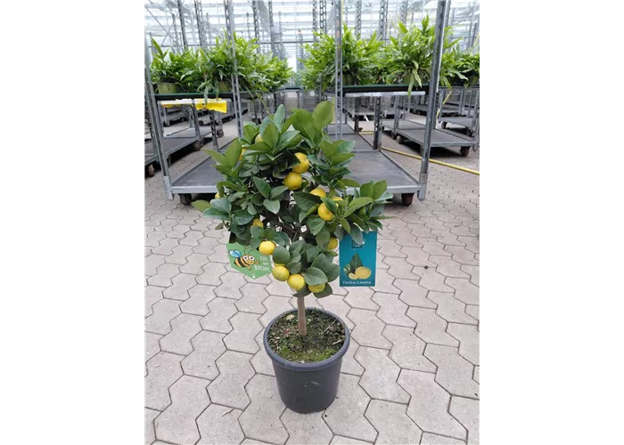 Citrus limetta 'Pursha'