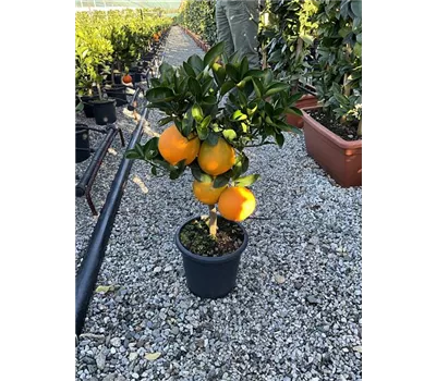 Citrus sinensis 'Washington Navel'