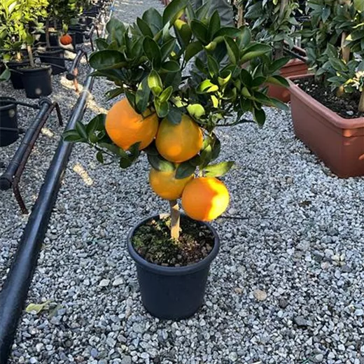 Citrus sinensis 'Washington Navel'