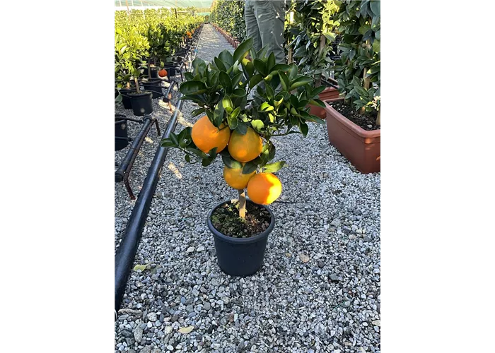 Citrus sinensis 'Washington Navel'
