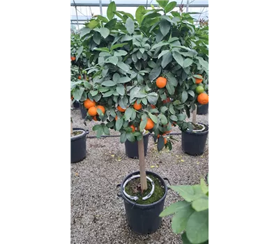 Citrus limonia 'Osbeck'