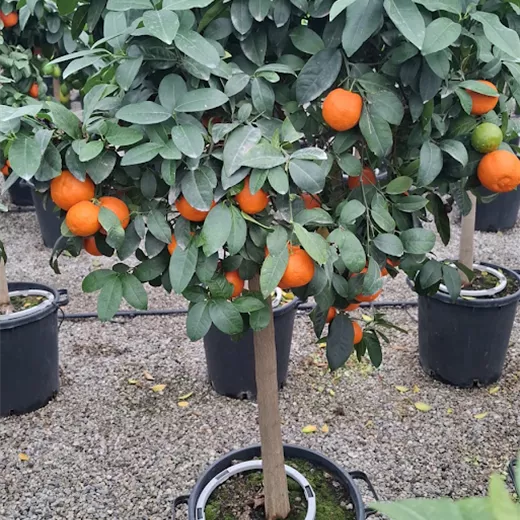 Citrus limonia 'Osbeck'