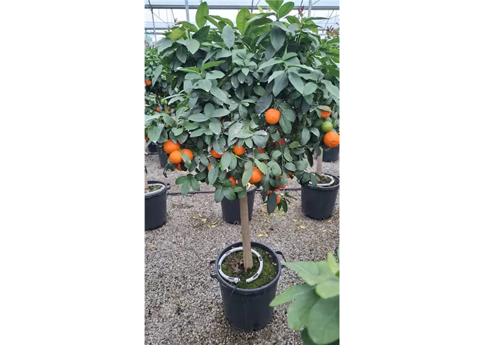 Citrus limonia 'Osbeck'