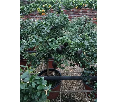 Microcitrus australasica