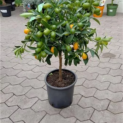 Fortunella margarita