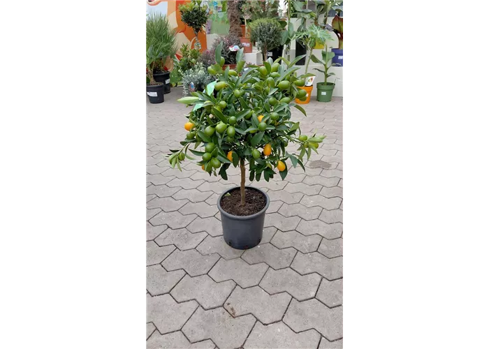 Fortunella margarita