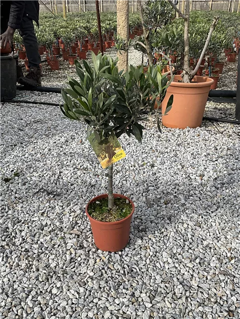 olivenbaum kaufen 180 cm Knstlicher Olivenbaum  Eleutherios | 180 cm