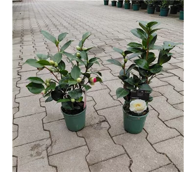Camellia japonica