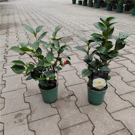 Camellia japonica