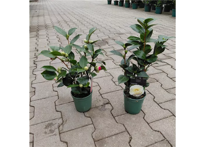 Camellia japonica
