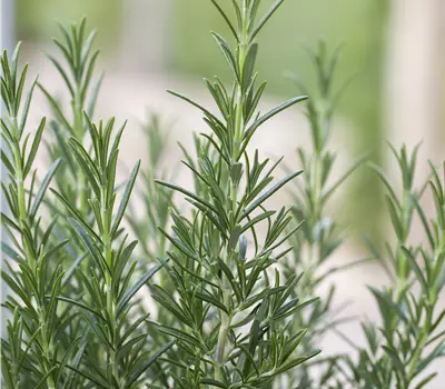 Rosmarinus officinalis