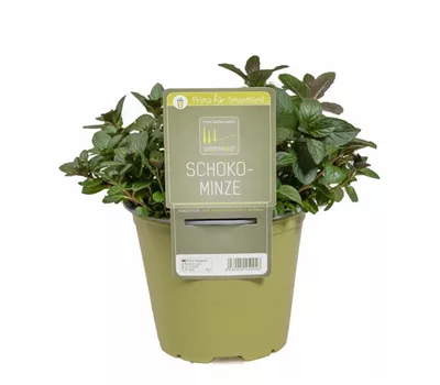Mentha x piperita 'Chocolate'