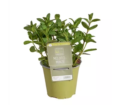 Mentha species 'Nemorosa'