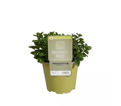 Mentha spicata 'Crispa'