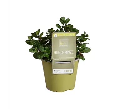 Mentha spicata 'Hugo'
