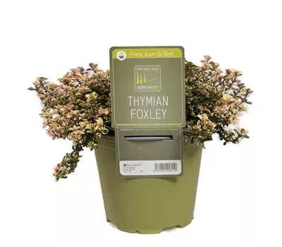 Thymus x citriodorus 'Foxley'