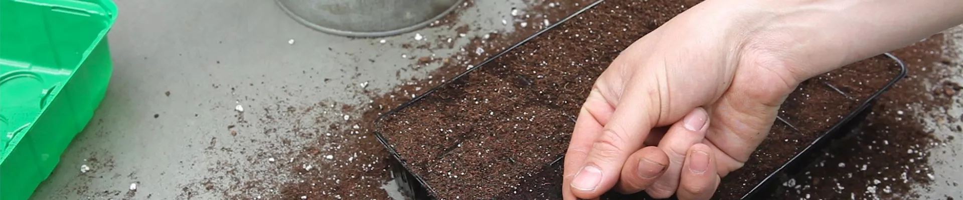 Bohnenkraut - Aussäen von Samen (thumbnail) Bohnenkraut - Aussäen von Samen (thumbnail)