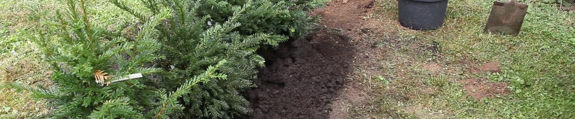 Hecke - Einpflanzen im Garten (thumbnail)