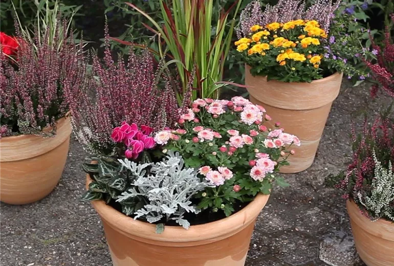 Blumenkübel - Bepflanzung für den Herbst (Anleitung - 7)