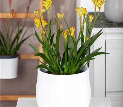 Anigozanthos flavidus