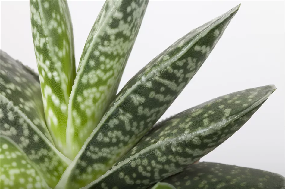 Aloe in Sorten