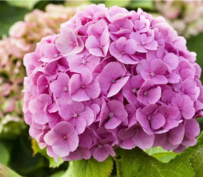 Hydrangea macrophylla in Sorten