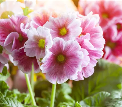 Primula elatior in Sorten