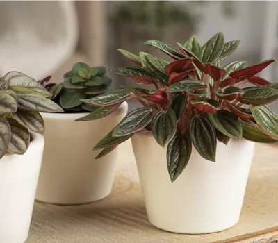 Peperomia in Sorten