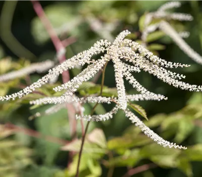 Aruncus dioicus 'Kneiffii'