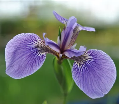Iris sibirica 'Perry's Blue'